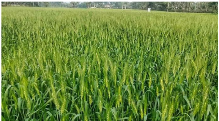 বিস্তীর্ণ মাঠে দুলছে গমের শিষ, ভালো দামের প্রত্যাশায় চাষি