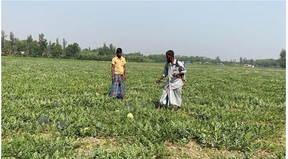 ভূমিহীন কৃষক আজাদের তরমুজ চাষে বাম্পার ফলন