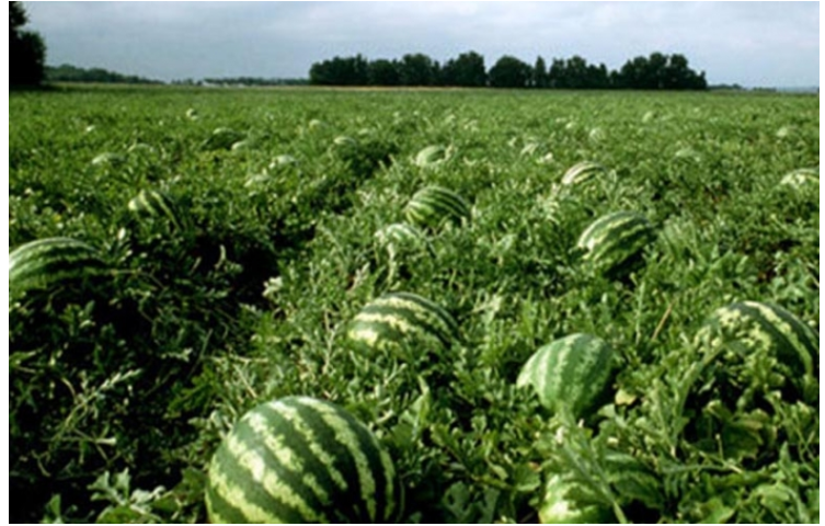 পটুয়াখালীতে তরমুজের বাম্পার ফলন