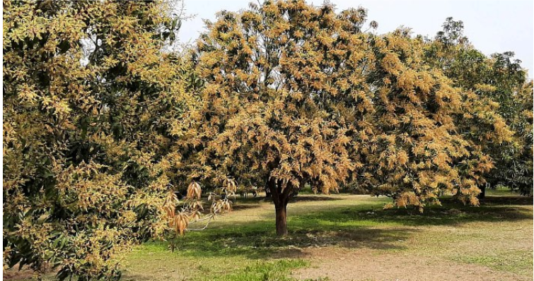 ঠাকুরগাঁওয়ে লক্ষ্যমাত্রার চেয়েও বেশি আম উৎপাদনের সম্ভাবনা