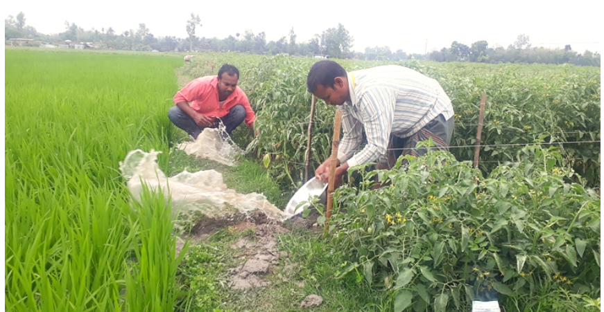 বৃষ্টিতে দিনাজপুরে টমেটোর ব্যাপক ক্ষতির শঙ্কা