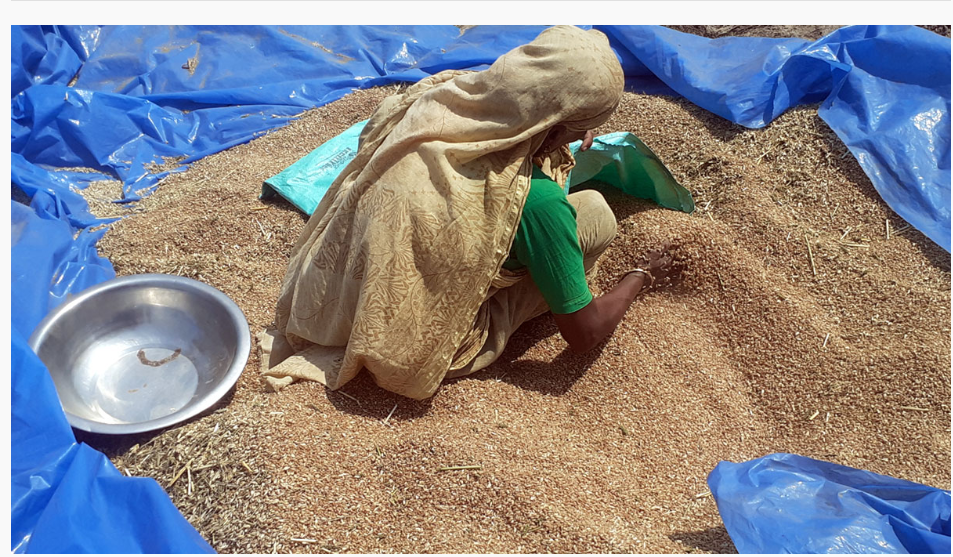 গমের বাম্পার ফলনে হাসি ফুটেছে পঞ্চগড়ের চাষিদের