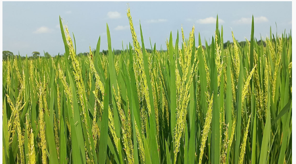 হাইব্রিড ধানের দখলে হাওর, অস্তিত্ব নেই বোরোর