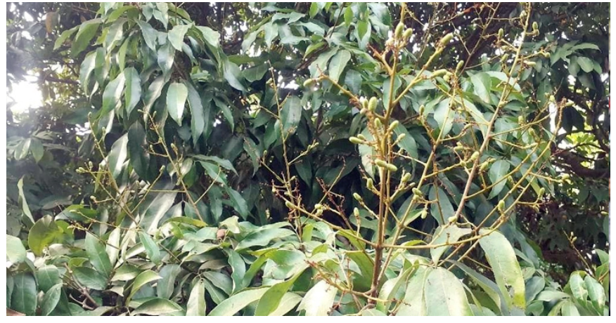 ঝরে পড়ছে গুটি, লিচুর ফলন বিপর্যয়ের শঙ্কা