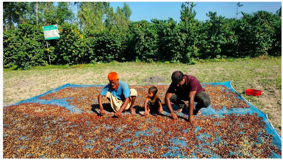 কফি ও কাজুবাদামে রংপুরে নতুন সম্ভাবনার হাতছানি