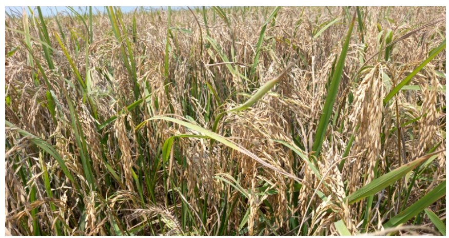 হাওরে ব্লাস্ট রোগে নষ্ট হচ্ছে ধান, দিশেহারা চাষি