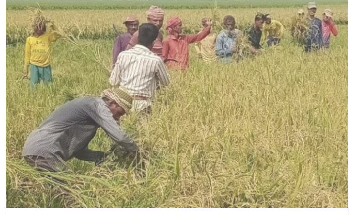 কিশোরগঞ্জে শুরু হয়েছে বোরো ধান কাটা