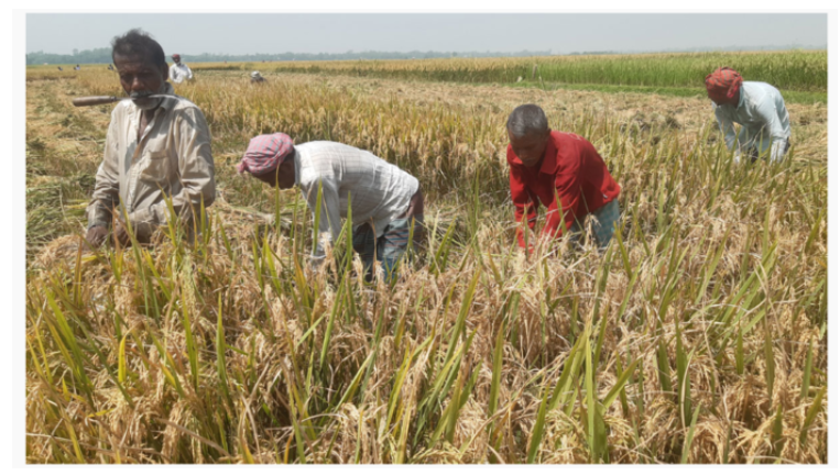 ধানের বাম্পার ফলনে হাসি ফুটেছে নওগাঁর চাষিদের