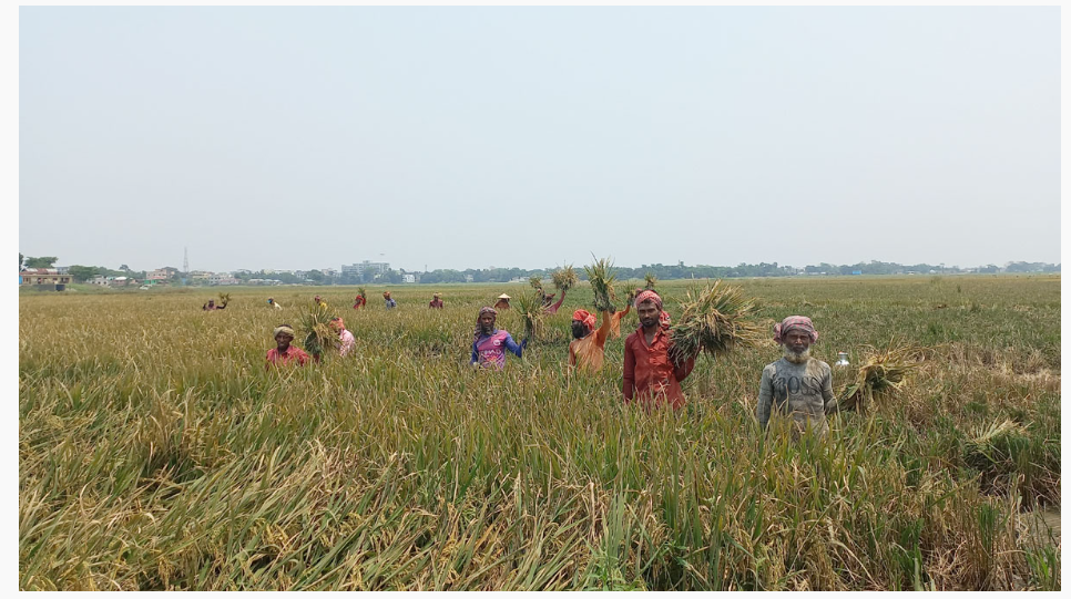 হাওরে ধান কাটার ধুম, এমন ‘সোনার বৈশাখ’ দেখেনি বহু কৃষক