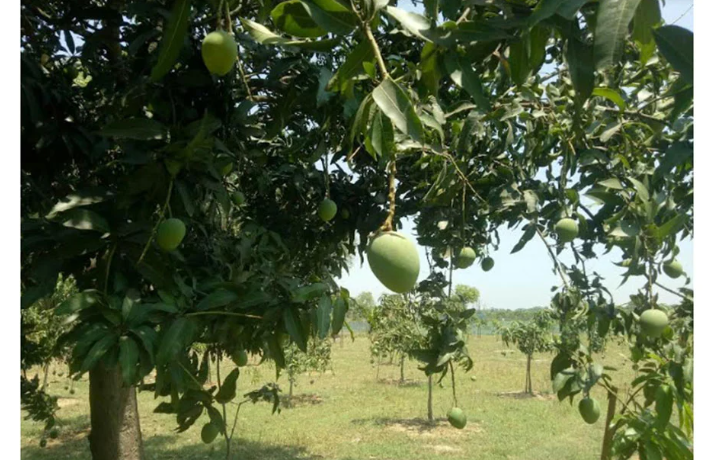 চাঁপাইনবাবগঞ্জের গাছে গাছে দুলছে রসালো আম