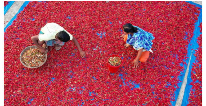 ঠাকুরগাঁওয়ে মরিচের ফলন ও দামে খুশি কৃষক