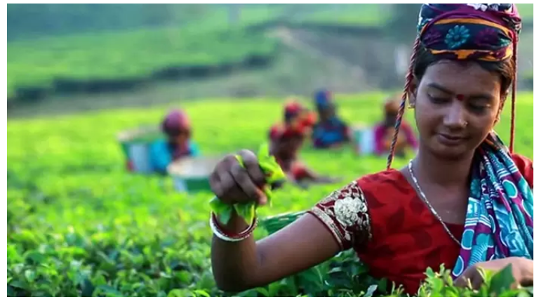 আজ জাতীয় চা দিবস