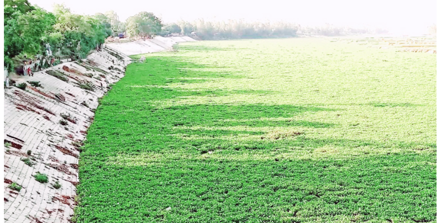 কচুরিপানায় ঢাকা ১২ কিলোমিটার করতোয়া