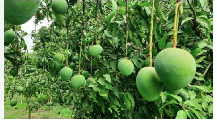 আম রপ্তানির আশা দেখাচ্ছে সরকারি প্রকল্প