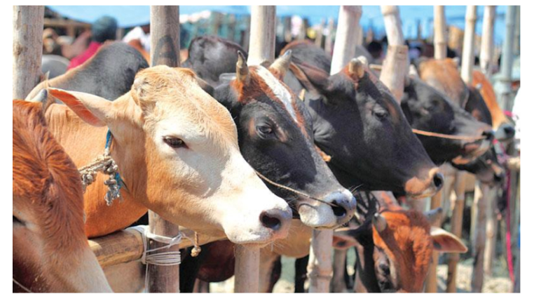 পশু আসতে শুরু করেছে রাজধানীর হাটগুলোয়