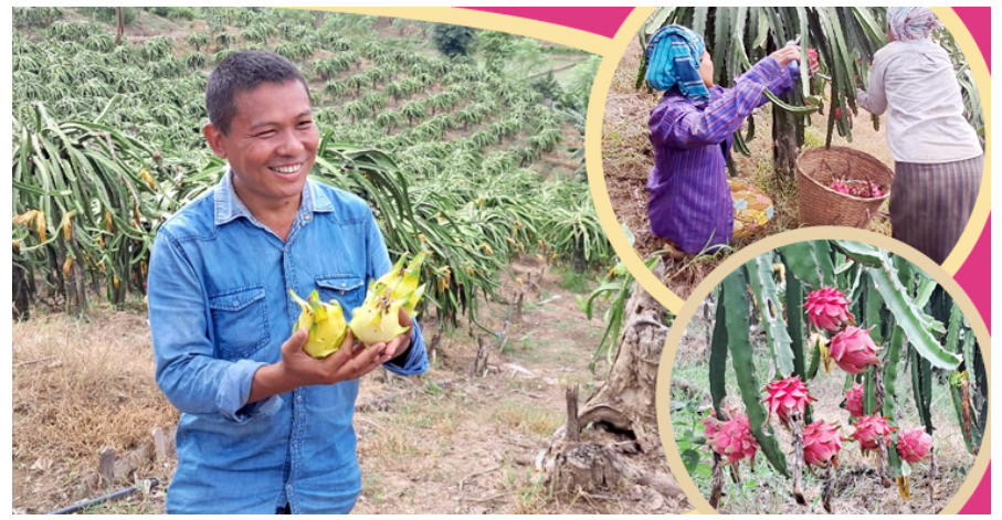 বান্দরবানে ড্রাগন চাষে কোটি টাকা আয়ের স্বপ্ন