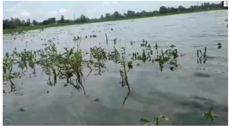 সরিষাবাড়িতে বন্যায় পানিবন্দী ২ লাখ মানুষ