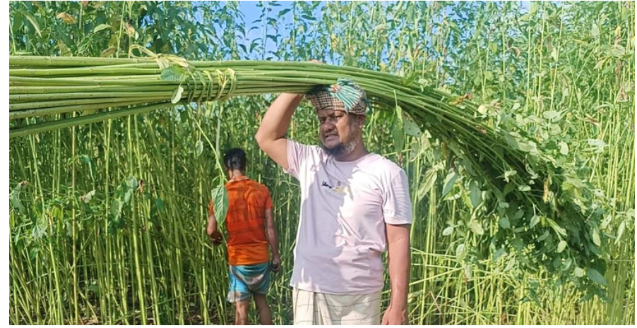 ভরা বর্ষায়ও নেই পানি, পাট জাগ দেওয়া নিয়ে বিপাকে কৃষক