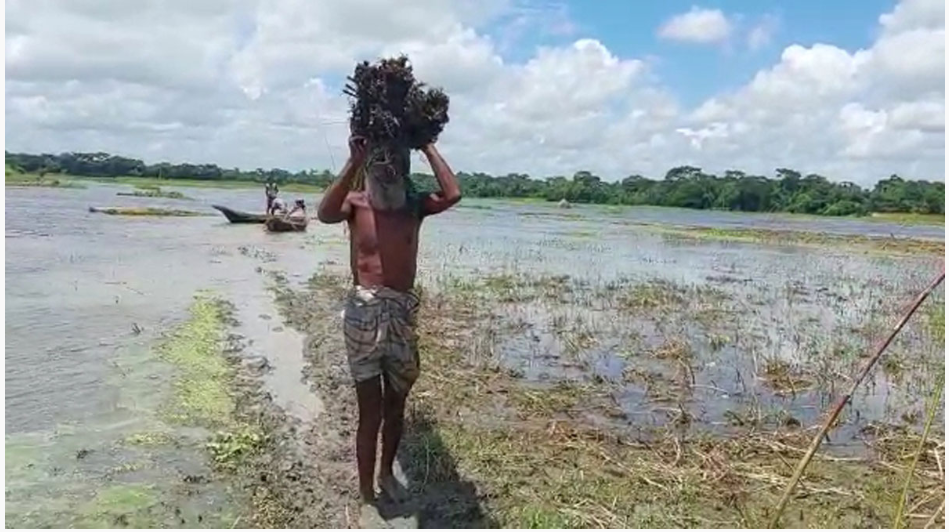 ভরা বর্ষায়ও পানি নেই, পাট নিয়ে বিপাকে মাদারীপুরের চাষিরা
