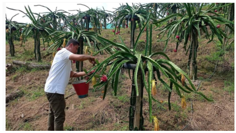 ড্রাগন চাষে ভাগ্য ঘুরেছে প্রবাসফেরত মিল্টন চাকমার