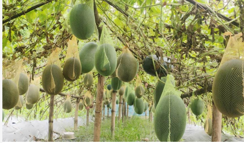 তালায় তরমুজ চাষে লাভবান কৃষক