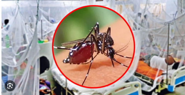 ডেঙ্গুতে আরও ১৬ মৃত্যু, হাসপাতালে ভর্তি ২৬০৮