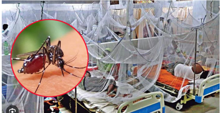 ডেঙ্গুতে ১১ জনের মৃত্যু, হাসপাতালে ভর্তি ২৯৪৪ রোগী