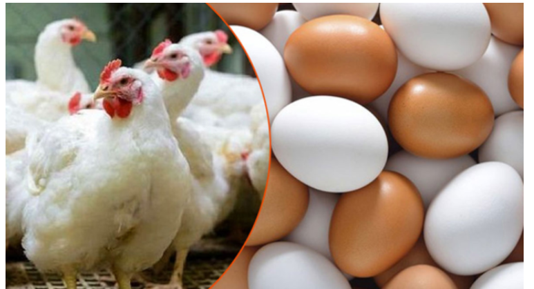 রেকর্ড মূল্যস্ফীতির জন্য দায়ী মুরগি ও ডিম : পরিকল্পনামন্ত্রী