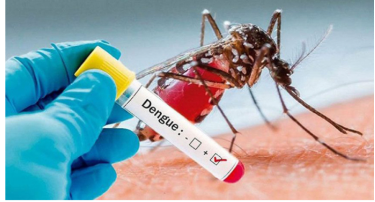 ডেঙ্গুতে ১৫ জনের মৃত্যু, হাসপাতালে ভর্তি ২৯৪৪ রোগী