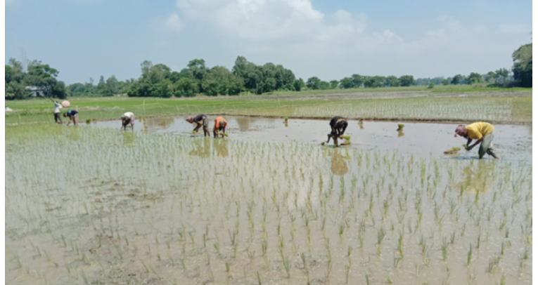 আমন রোপণে ব্যস্ত সময় পার করছেন কৃষকরা