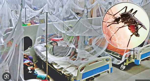 ডেঙ্গুতে আরও ১৪ জনের মৃত্যু, হাসপাতালে ২৪২৫ রোগী
