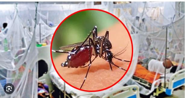 ডেঙ্গুতে মৃত্যু ১২০০ ছাড়ালো