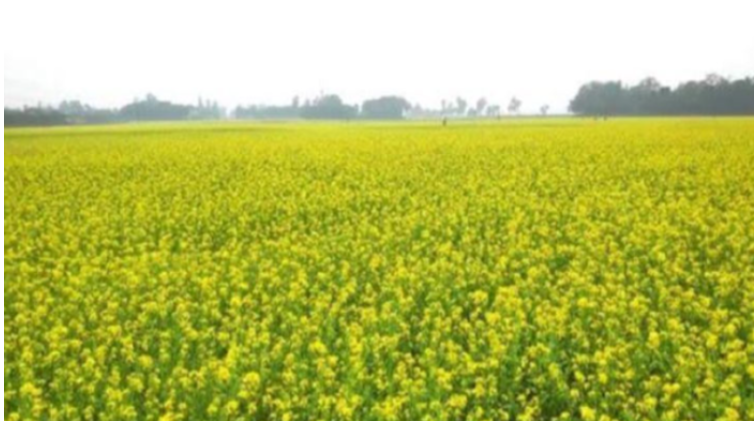 জয়পুরহাটে হলুদ রঙে ছেয়ে গেছে মাঠ