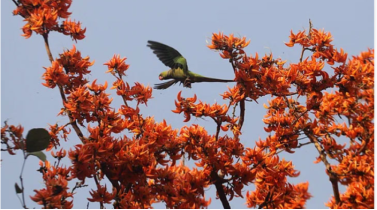 আজ বসন্ত, আজ ভালোবাসার দিন