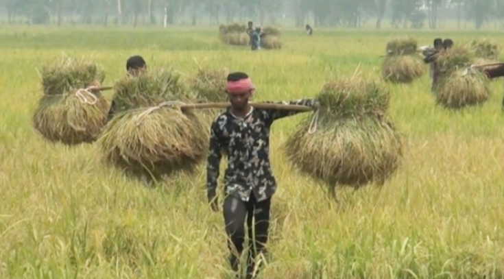 বোরোর বাম্পার ফলনেও হতাশ কৃষক