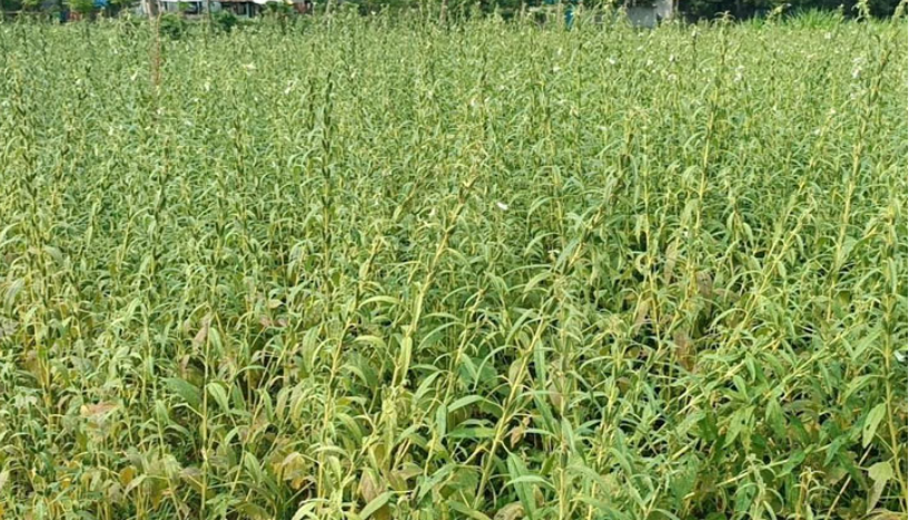 গাজীপুরের কালীগঞ্জে বেড়েছে তিল চাষ, ভালো ফলনের আশা