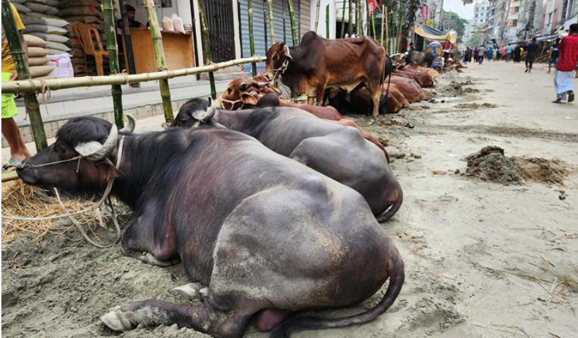 আজ থেকে জমবে পশুর হাট, আশা ব্যবসায়ীদের