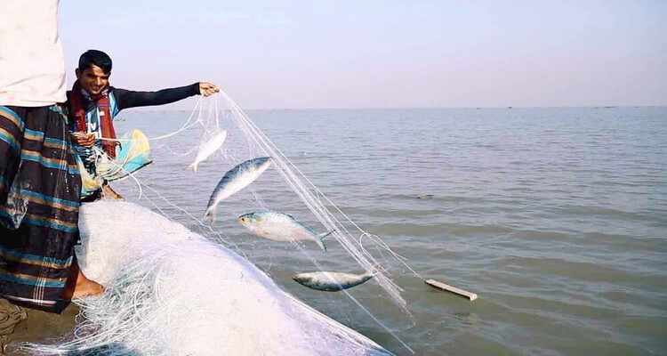 ইলিশ ধরা বন্ধ থাকবে এপ্রিল থেকে ৫৮ দিন