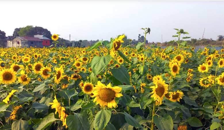 ব্রাহ্মণবাড়িয়ায় বিস্তীর্ণ মাঠজুড়ে সূর্যমুখীর হাসি