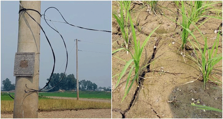 সিরাজগঞ্জে ‘ঘুষ’ না দেওয়ায় সেচ প্রকল্পের বিদ্যুৎ সংযোগ বিচ্ছিন্নের অভিযোগ, আবাদে শঙ্কা