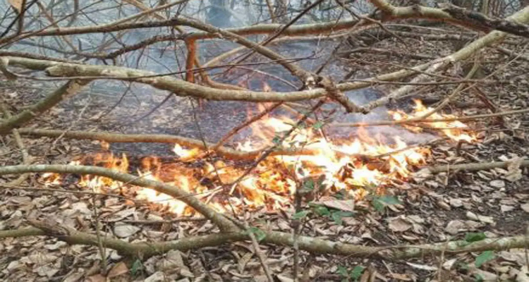 সুন্দরবনের তিন একর এলাকাজুড়ে জ্বলছে আগুন, তদন্ত কমিটি গঠন