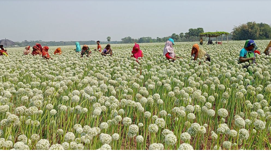 ফরিদপুরে ৪০০ কোটি টাকার ‘কালো সোনা’ বিক্রির আশা