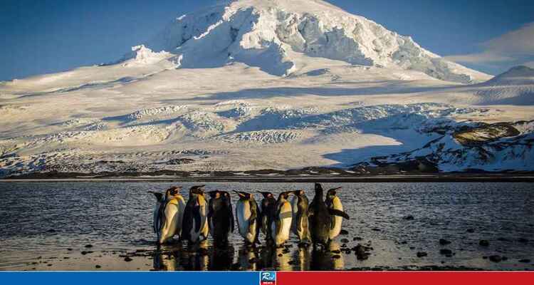 কোনো মানুষ নেই, পেঙ্গুইনে ভরা দ্বীপে শুল্ক বসালেন ট্রাম্প