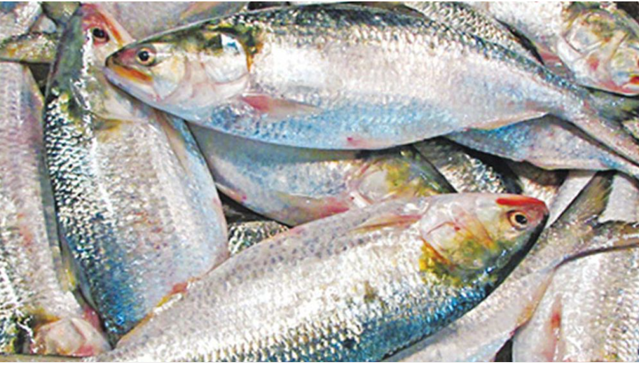 ৮ থেকে ১৪ এপ্রিল জাটকা সংরক্ষণ সপ্তাহ পালন করবে সরকার