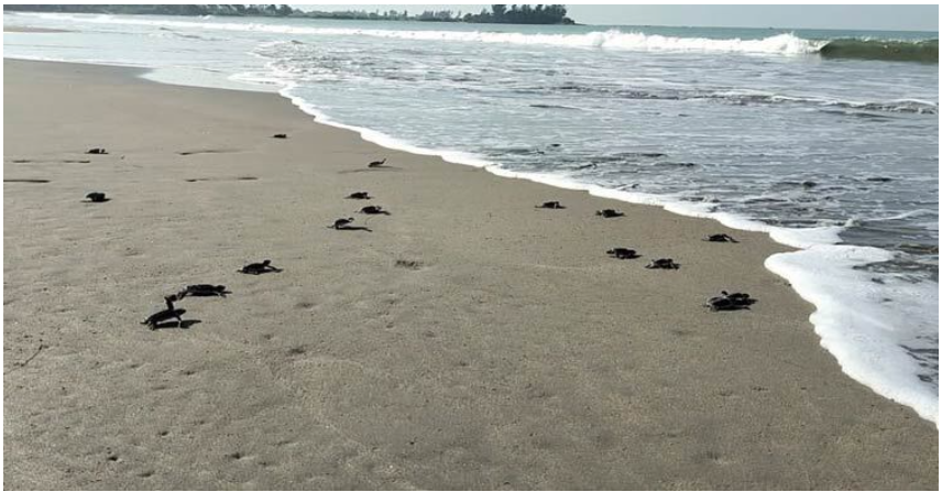 সেন্টমার্টিনে তিন মাসে ৩ হাজার কাছিমের ছানা সাগরে অবমুক্ত