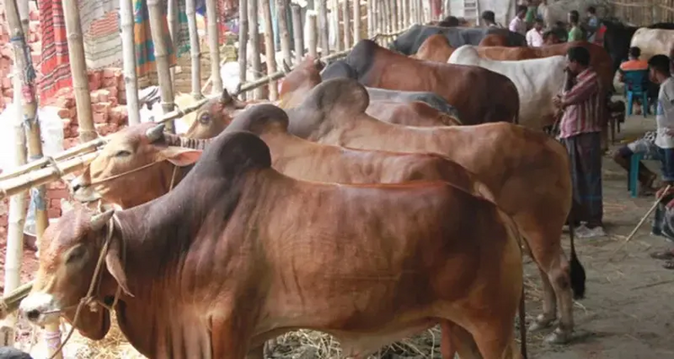 রাজধানীর যেসব স্থানে বসবে কুরবানির পশুর হাট