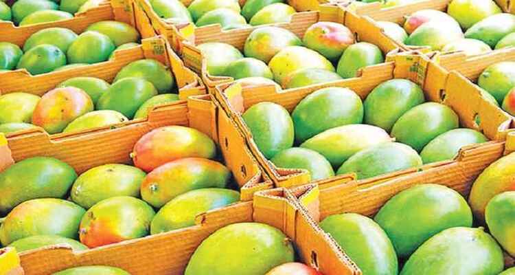 চীনে আম রফতানির প্রথম চালান যাচ্ছে বুধবার, কাঁঠাল-ইলিশ প্রক্রিয়াধীন