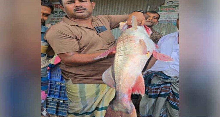 পদ্মার ১৬ কেজির আইড় ৪৮ হাজার টাকায় বিক্রি