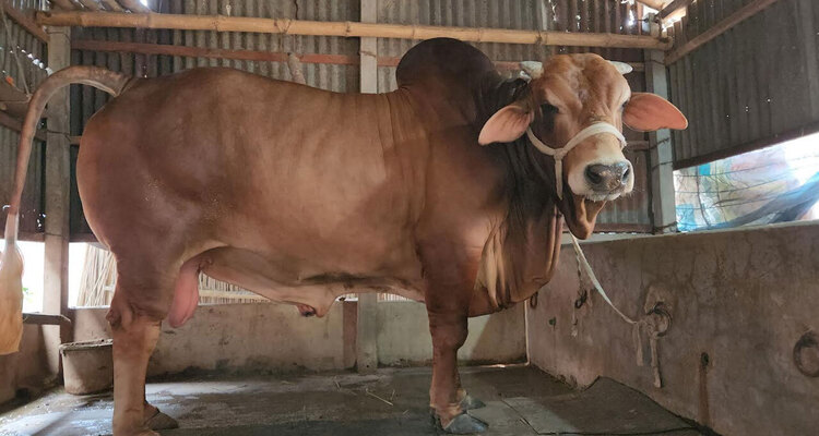 রাজবাড়ীর ২০ মণ ওজনের রাজার দাম ৮ লাখ টাকা