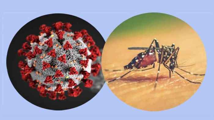 ডেঙ্গু ও করোনা সতর্কতায় শিক্ষাপ্রতিষ্ঠানে মাউশির বিশেষ নির্দেশনা